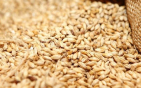 Premier Sacks Secretary Amid Wheat Import Scandal Shocking Details Revealed