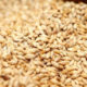 Premier Sacks Secretary Amid Wheat Import Scandal Shocking Details Revealed