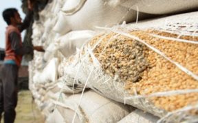 Rampant Corruption in Wheat Distribution Threatening Food Security