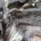 UN Declares May 24th International Day of the Markhor Protect Pakistan's National Treasure