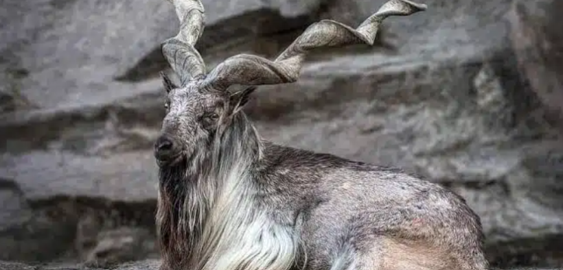 UN Declares May 24th International Day of the Markhor Protect Pakistan's National Treasure
