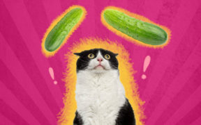 For this reason, cats are afraid of cucumbers