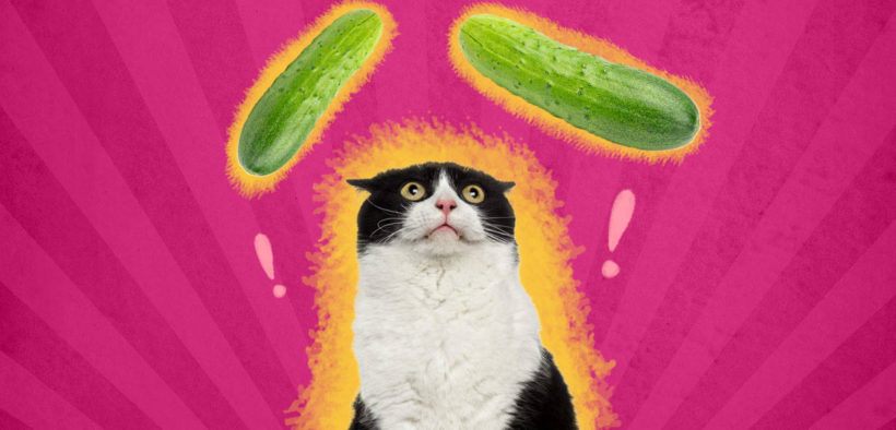 For this reason, cats are afraid of cucumbers