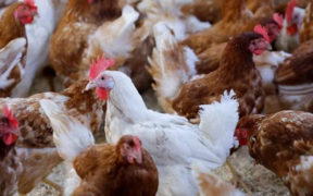 Bird Flu Outbreak Hits Australian Egg Farms H7N3 and H7N9 Strains Detected