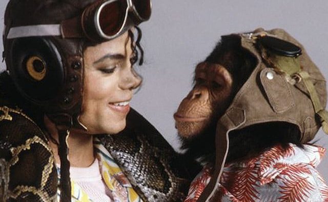 Bubbles, the chimpanzee owned by Michael Jackson, turns 40 today at the sanctuary