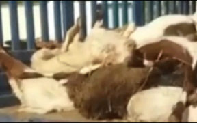 Rs1.5 Million Sacrificial Goats Stolen Near Karachi Ahead of Eidul Adha