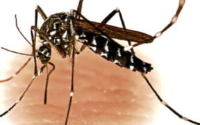 Rising Temperatures Spike Dengue Cases in Pakistan