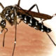 Rising Temperatures Spike Dengue Cases in Pakistan