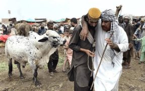 Eid-ul-Adha 2024 Qurbani Rates in Karachi: Cows 20,000 PKR, Goats 10,000 PKR