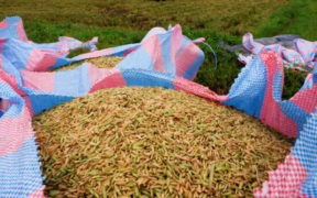 Ivory Coast's Rice Program Boosts Yields Reduces Imports