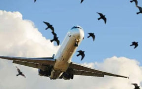 PIA Reports 38 Bird Strikes in 2024 Privatization Expected in September