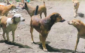 Rising Dog Attacks in Pakistan 7,815 Cases Reported Nationwide, Urgent Action Needed