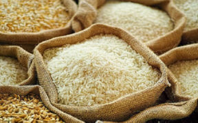 India's Rice Export Policies Impact on Global Supply and Prices