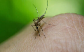 Malaria Cases Soar Over 93,000 in Sindh