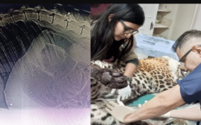 Leopard's Tragic Rescue Severe Injuries Lead to Death in Islamabad