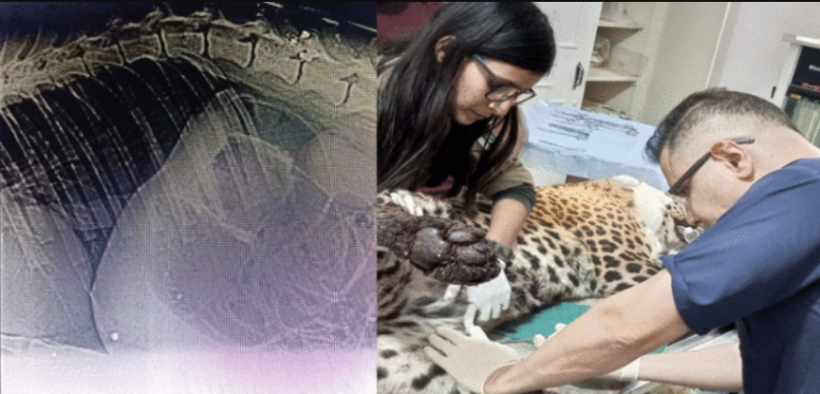 Leopard's Tragic Rescue Severe Injuries Lead to Death in Islamabad