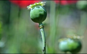 Afghanistan's Poppy Cultivation Drops 19%