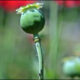 Afghanistan's Poppy Cultivation Drops 19%