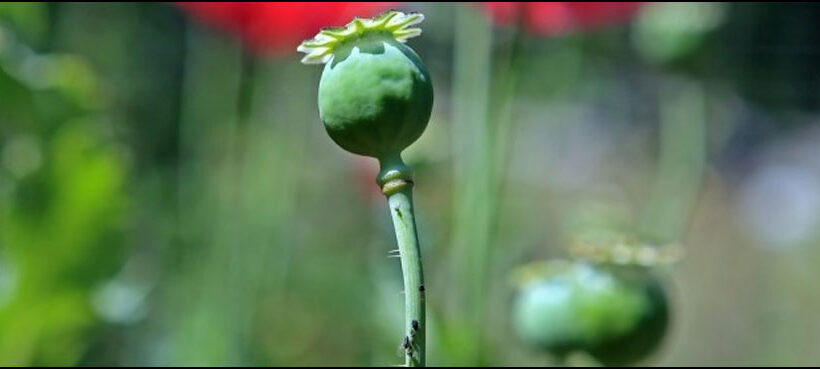 Afghanistan's Poppy Cultivation Drops 19%