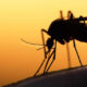 Pakistan Dengue Cases 20,057 in 2024