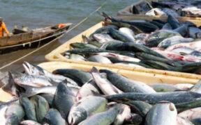 Pakistan Fish and Food Exports See Mixed Growth in FY2024-25