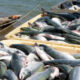 Pakistan Fish and Food Exports See Mixed Growth in FY2024-25