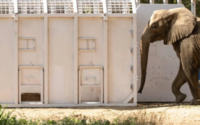 Madhubala Elephant Relocated to Safari Park