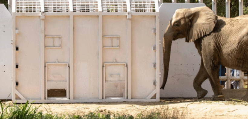 Madhubala Elephant Relocated to Safari Park