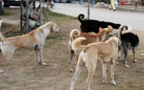 Lahore Court Halts Stray Dog Killing Campaign