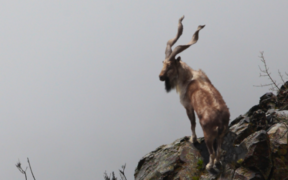 Illegal Hunting of Endangered Markhor Sparks Legal Action