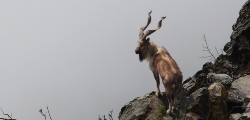 Illegal Hunting of Endangered Markhor Sparks Legal Action