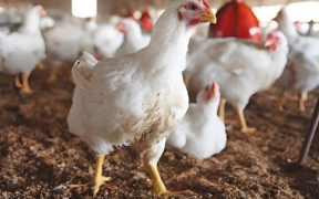 Chicken Price Surge Rs. 850/kg & Disease Impact