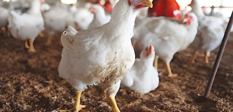 Chicken Price Surge Rs. 850/kg & Disease Impact