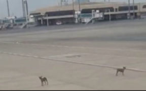 Stray Dogs Debris Hazard at Karachi Airport