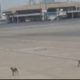 Stray Dogs Debris Hazard at Karachi Airport