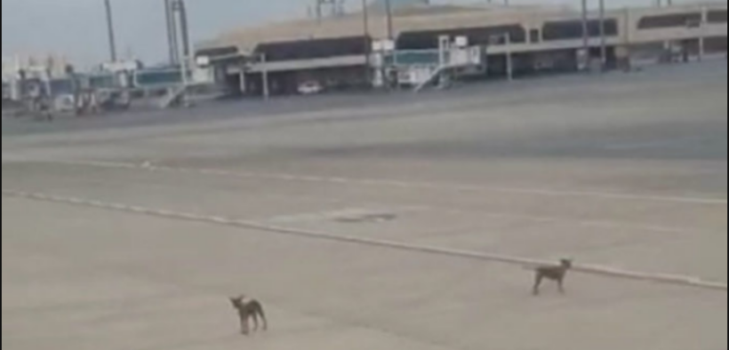 Stray Dogs Debris Hazard at Karachi Airport