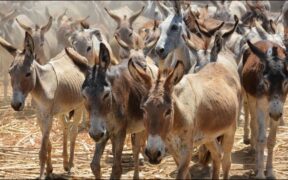 Africa’s Donkeys at Risk from China’s Booming Ejiao Trade