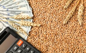 Punjab Imposes Section 144 Bans Wheat Supply to Feed Mills